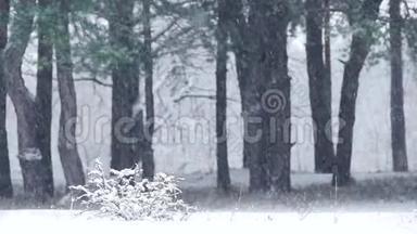 雪在松树树干的背景下缓慢地落下。 冬<strong>天降</strong>雪时的松林。